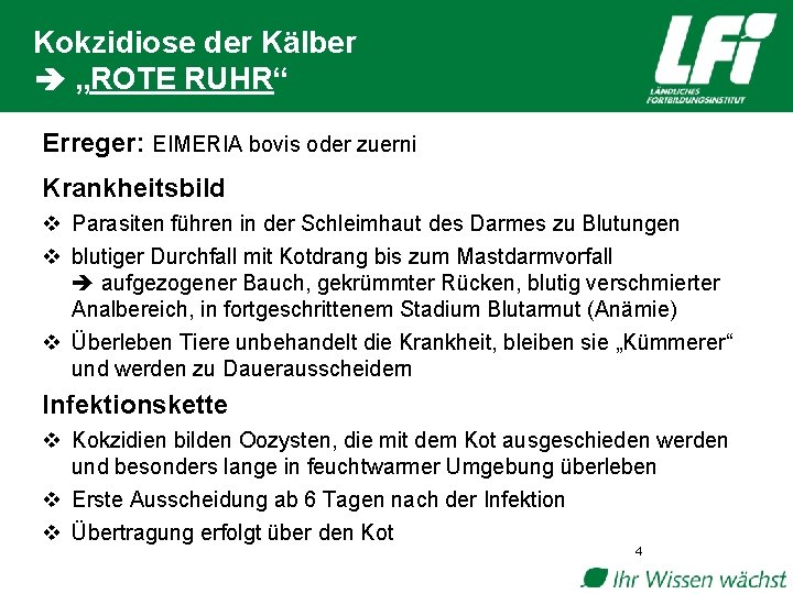 Kokzidiose der Kälber „ROTE RUHR“ Erreger: EIMERIA bovis oder zuerni Krankheitsbild v Parasiten führen
