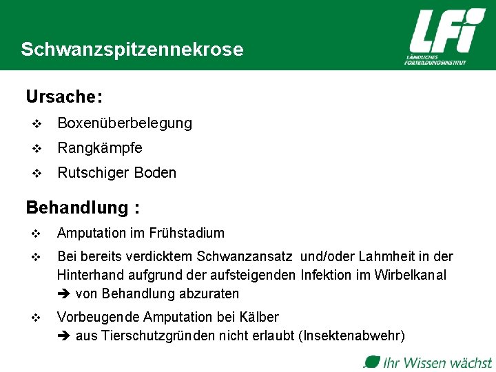 Schwanzspitzennekrose Ursache: v Boxenüberbelegung v Rangkämpfe v Rutschiger Boden Behandlung : v Amputation im