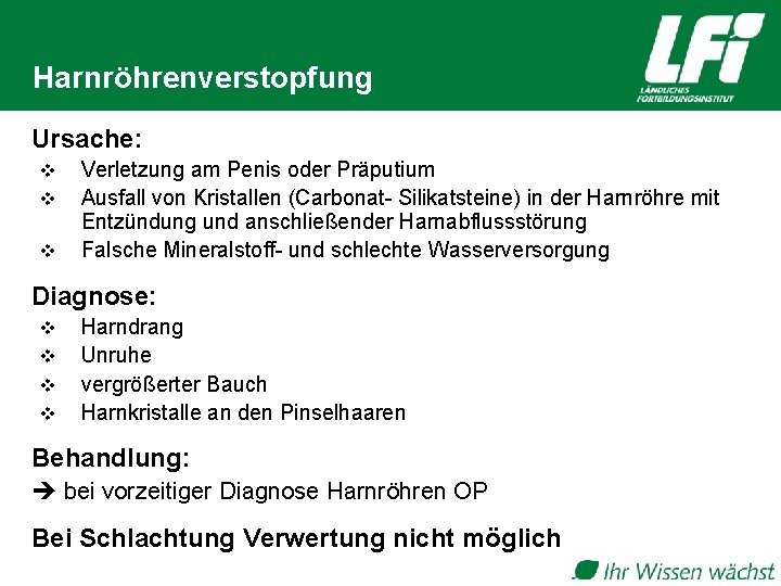 Harnröhrenverstopfung Ursache: v v v Verletzung am Penis oder Präputium Ausfall von Kristallen (Carbonat-