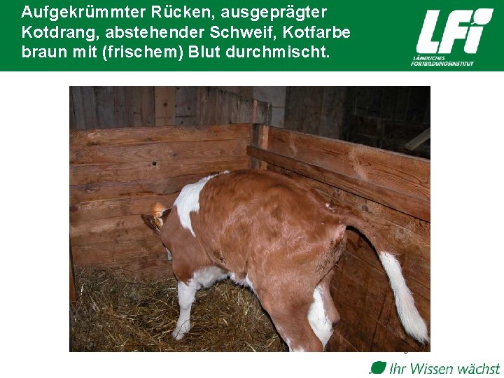 Aufgekrümmter Rücken, ausgeprägter Kotdrang, abstehender Schweif, Kotfarbe braun mit (frischem) Blut durchmischt. 5 