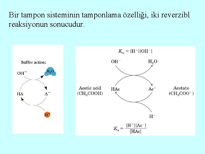 Bir tampon sisteminin tamponlama özelliği, iki reverzibl reaksiyonun sonucudur. 