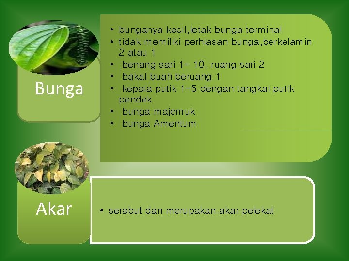 Bunga Akar • bunganya kecil, letak bunga terminal • tidak memiliki perhiasan bunga, berkelamin