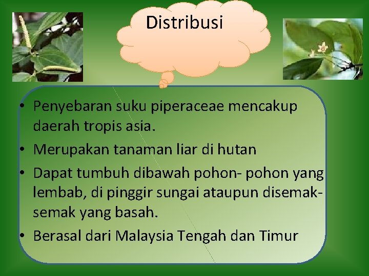 Distribusi • Penyebaran suku piperaceae mencakup daerah tropis asia. • Merupakan tanaman liar di