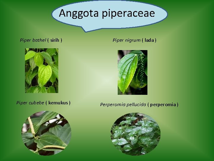 Anggota piperaceae Piper bathel ( sirih ) Piper cubebe ( kemukus ) Piper nigrum