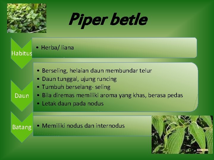 Piper betle Habitus Daun • Herba/ liana • • • Berseling, helaian daun membundar