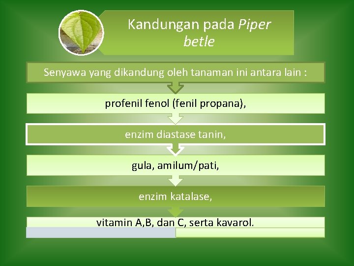 Kandungan pada Piper betle Senyawa yang dikandung oleh tanaman ini antara lain : profenil