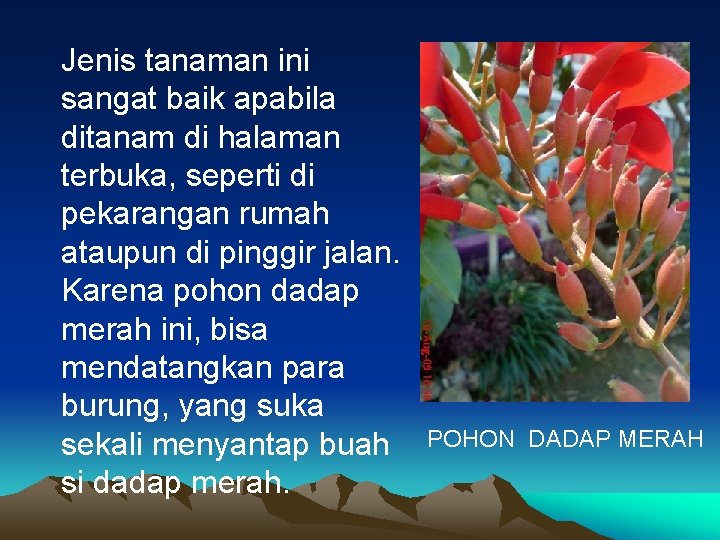 Jenis tanaman ini sangat baik apabila ditanam di halaman terbuka, seperti di pekarangan rumah