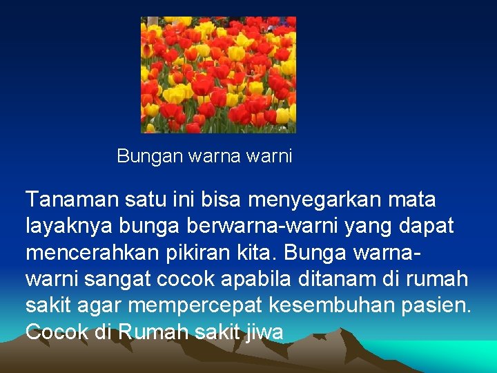 Bungan warna warni Tanaman satu ini bisa menyegarkan mata layaknya bunga berwarna-warni yang dapat