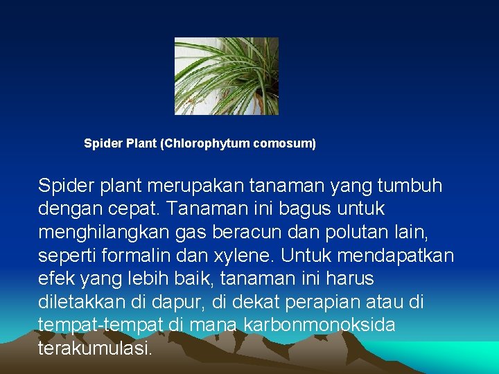 Spider Plant (Chlorophytum comosum) Spider plant merupakan tanaman yang tumbuh dengan cepat. Tanaman ini