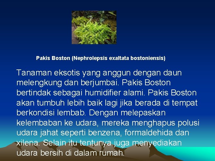 Pakis Boston (Nephrolepsis exaltata bostoniensis) Tanaman eksotis yang anggun dengan daun melengkung dan berjumbai.