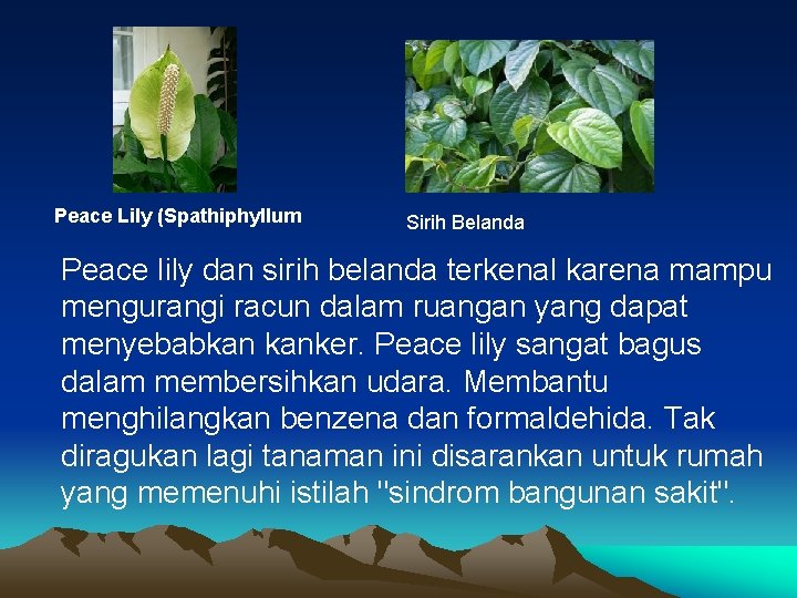 Peace Lily (Spathiphyllum Sirih Belanda Peace lily dan sirih belanda terkenal karena mampu mengurangi