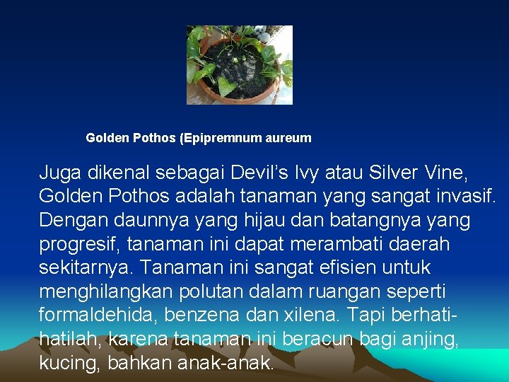 Golden Pothos (Epipremnum aureum Juga dikenal sebagai Devil’s Ivy atau Silver Vine, Golden Pothos