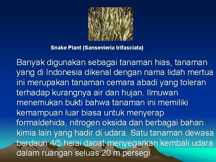 Snake Plant (Sansevieria trifasciata) Banyak digunakan sebagai tanaman hias, tanaman yang di Indonesia dikenal