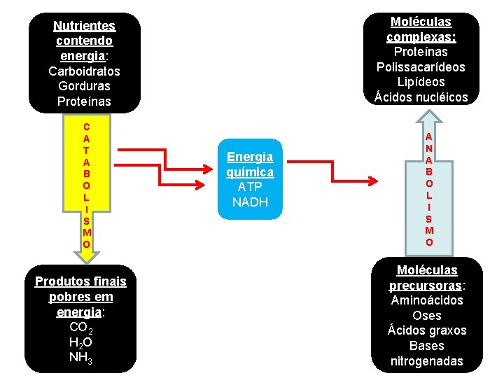Moléculas complexas: Proteínas Polissacarídeos Lipídeos Ácidos nucléicos Nutrientes contendo energia: Carboidratos Gorduras Proteínas C