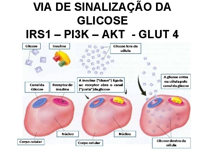 VIA DE SINALIZAÇÃO DA GLICOSE IRS 1 – PI 3 K – AKT -