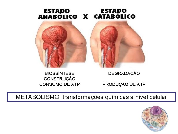BIOSSÍNTESE CONSTRUÇÃO CONSUMO DE ATP DEGRADAÇÃO PRODUÇÃO DE ATP METABOLISMO: transformações químicas a nível