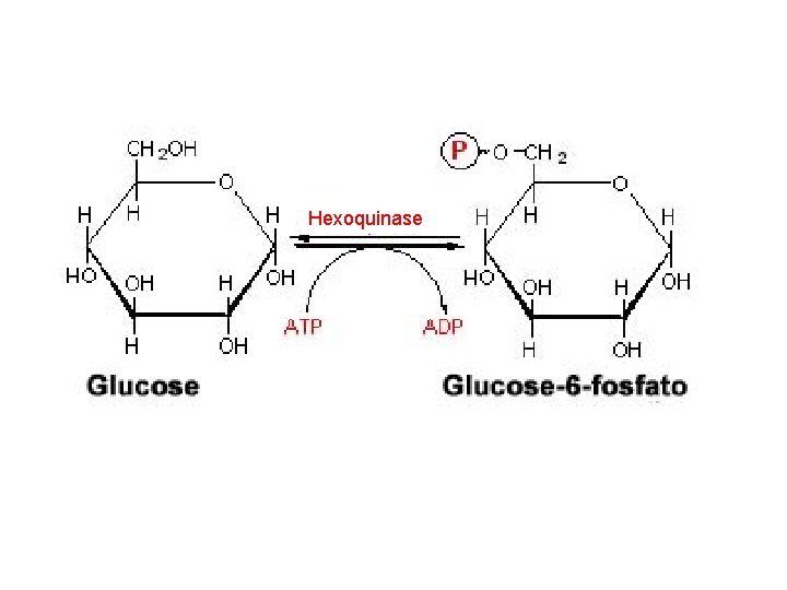 Hexoquinase 