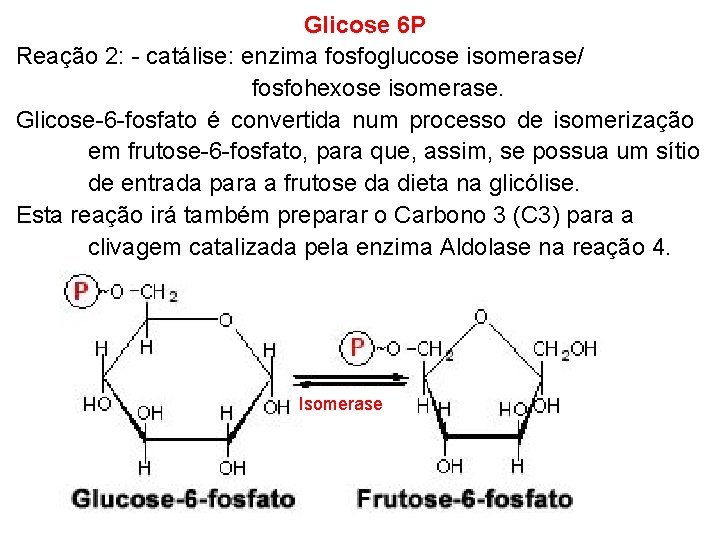 Glicose 6 P Reação 2: - catálise: enzima fosfoglucose isomerase/ fosfohexose isomerase. Glicose-6 -fosfato