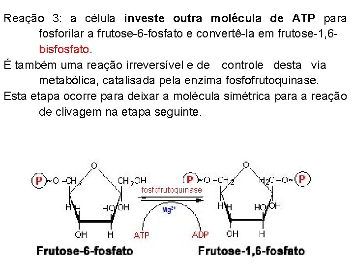 Reação 3: a célula investe outra molécula de ATP para fosforilar a frutose-6 -fosfato