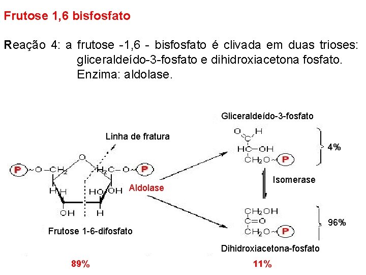 Frutose 1, 6 bisfosfato Reação 4: a frutose -1, 6 - bisfosfato é clivada