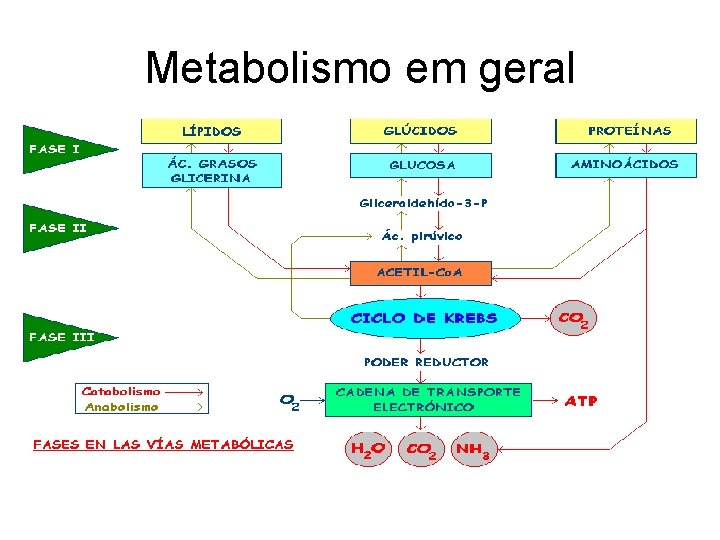 Metabolismo em geral 