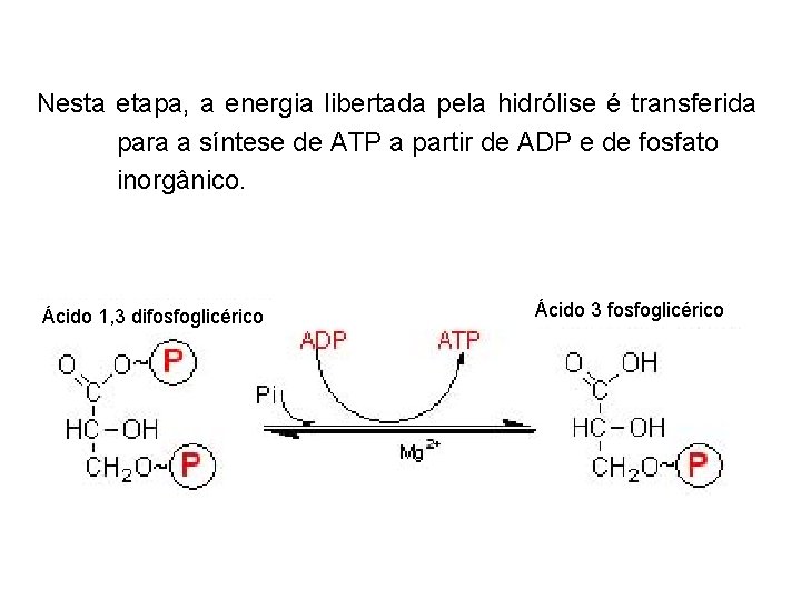 Nesta etapa, a energia libertada pela hidrólise é transferida para a síntese de ATP