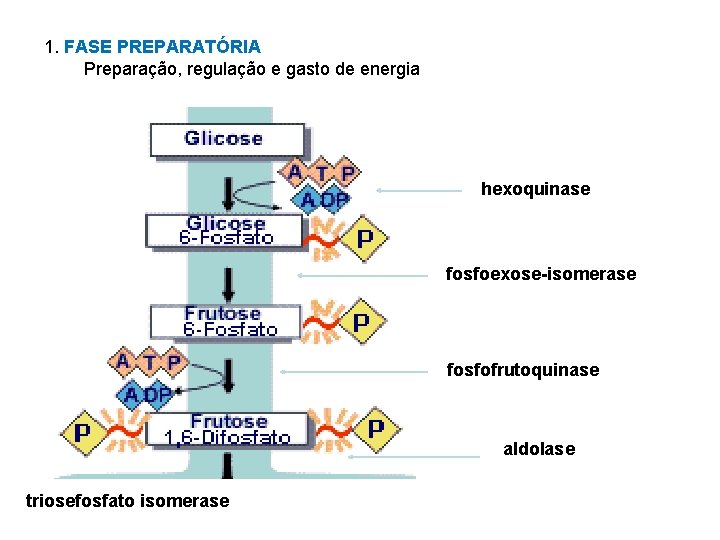 1. FASE PREPARATÓRIA Preparação, regulação e gasto de energia hexoquinase fosfoexose-isomerase fosfofrutoquinase aldolase triosefosfato