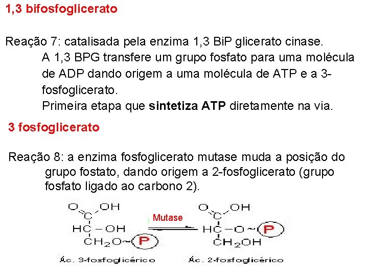 1, 3 bifosfoglicerato Reação 7: catalisada pela enzima 1, 3 Bi. P glicerato cinase.