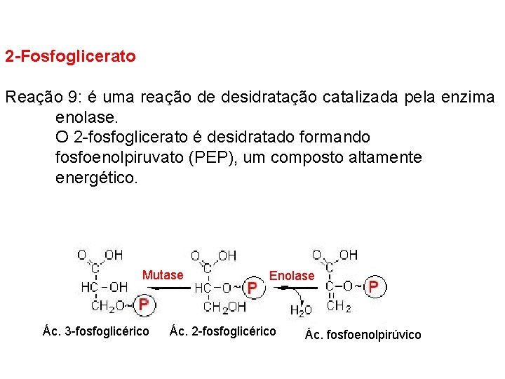 2 -Fosfoglicerato Reação 9: é uma reação de desidratação catalizada pela enzima enolase. O