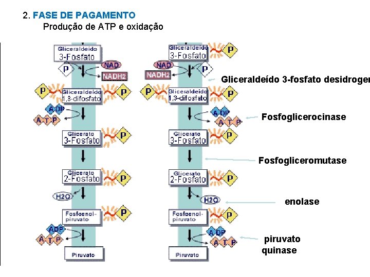 2. FASE DE PAGAMENTO Produção de ATP e oxidação Gliceraldeído 3 -fosfato desidrogen Fosfoglicerocinase