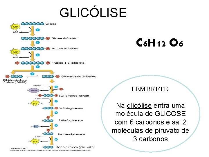 GLICÓLISE C 6 H 12 O 6 LEMBRETE Na glicólise entra uma molécula de