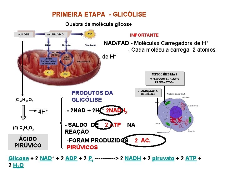  PRIMEIRA ETAPA - GLICÓLISE Quebra da molécula glicose GLICOSE AC. PIRUVICO IMPORTANTE NAD/FAD