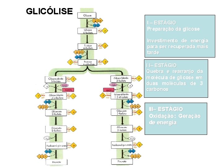 GLICÓLISE I – ESTÁGIO Preparação da glicose Investimento de energia para ser recuperada mais