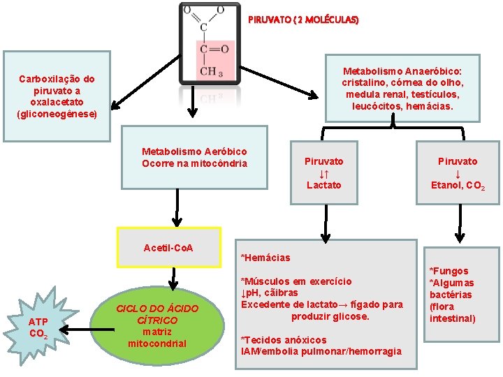 PIRUVATO ( 2 MOLÉCULAS) Metabolismo Anaeróbico: cristalino, córnea do olho, medula renal, testículos, leucócitos,