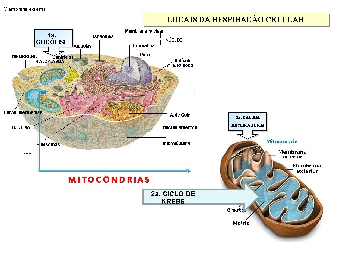 Membrana externa LOCAIS DA RESPIRAÇÃO CELULAR 1 a. GLICÓLISE HIALOPLASMA 3 a. CADEIA RESPIRATÓRIA