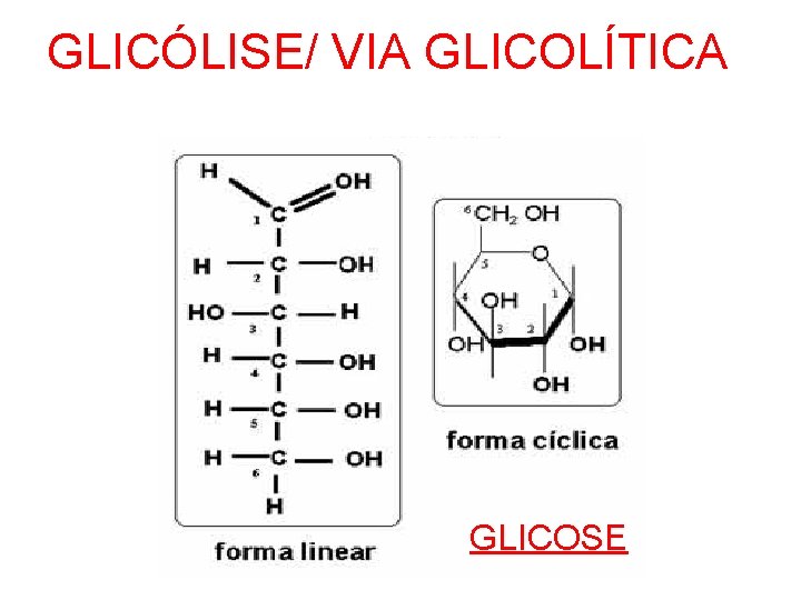 GLICÓLISE/ VIA GLICOLÍTICA GLICOSE 