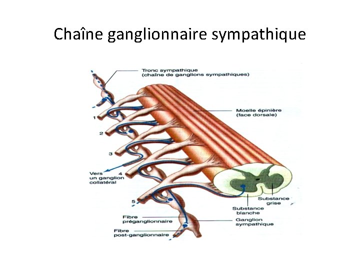 Chaîne ganglionnaire sympathique 