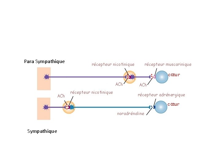 Para Sympathique récepteur nicotinique récepteur muscarinique cœur ACh récepteur nicotinique ACh récepteur adrénergique cœur