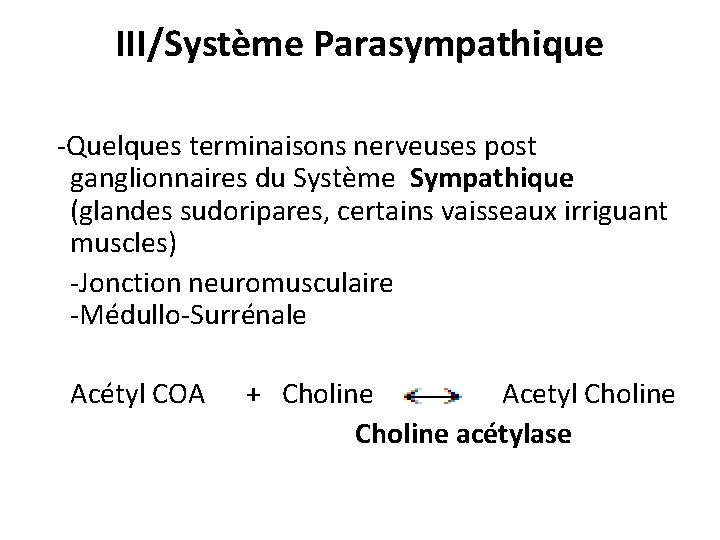 III/Système Parasympathique -Quelques terminaisons nerveuses post ganglionnaires du Système Sympathique (glandes sudoripares, certains vaisseaux