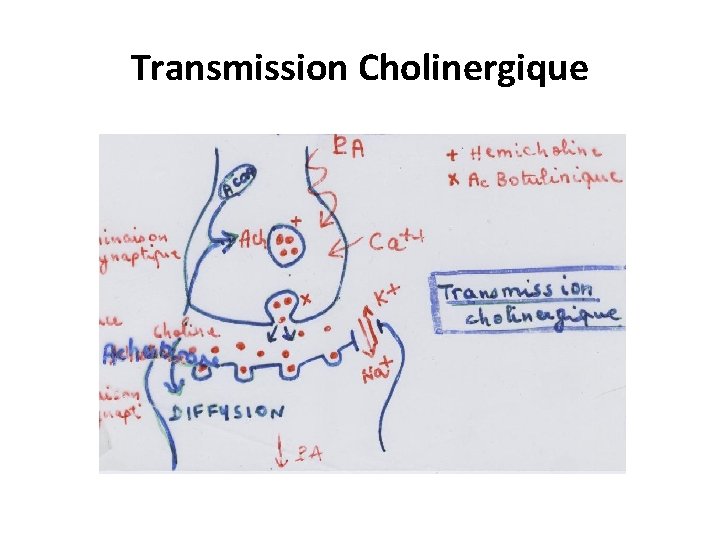 Transmission Cholinergique 
