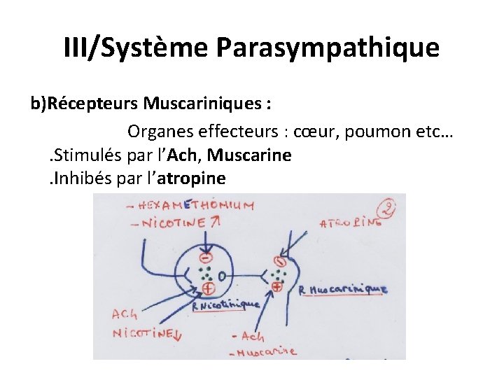III/Système Parasympathique b)Récepteurs Muscariniques : Organes effecteurs : cœur, poumon etc… . Stimulés par