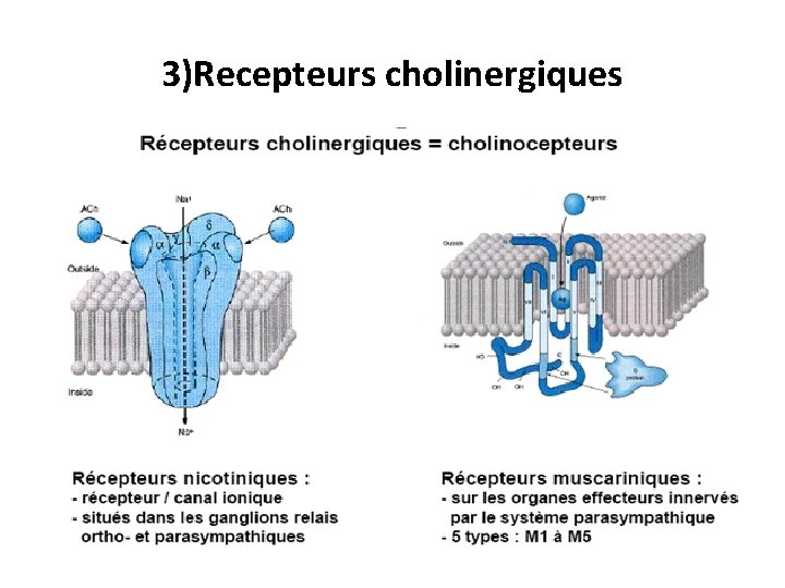 3)Recepteurs cholinergiques 