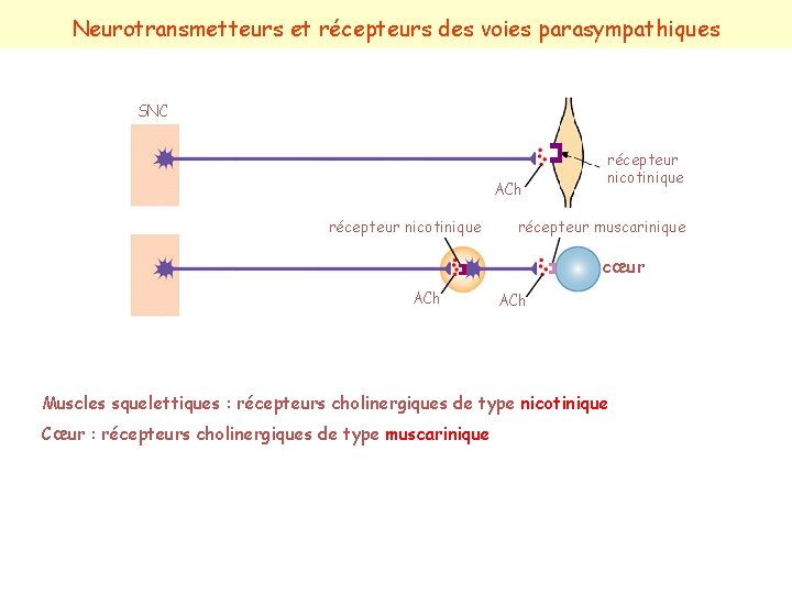 Neurotransmetteurs et récepteurs des voies parasympathiques SNC ACh récepteur nicotinique récepteur muscarinique cœur ACh