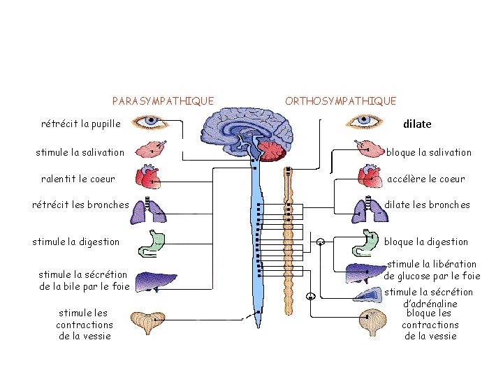 PARASYMPATHIQUE rétrécit la pupille ORTHOSYMPATHIQUE dilate stimule la salivation bloque la salivation ralentit le