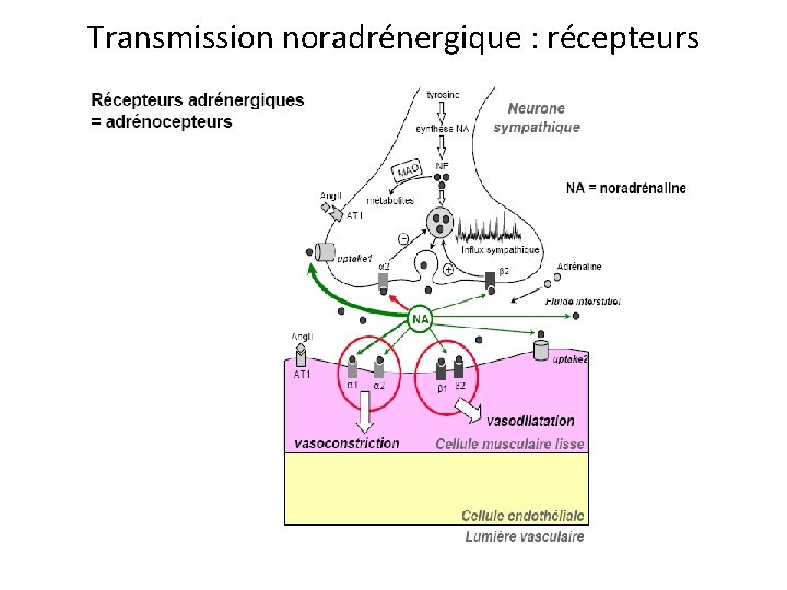 Transmission noradrénergique : récepteurs 