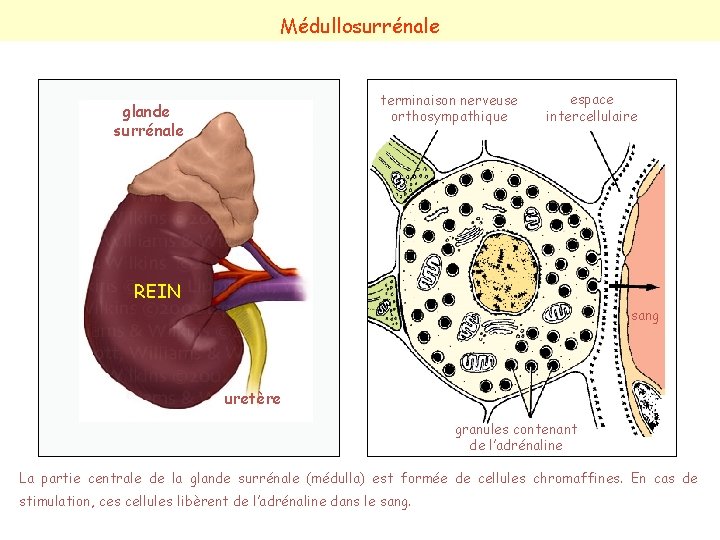 Médullosurrénale terminaison nerveuse orthosympathique glande surrénale espace intercellulaire REIN sang uretère granules contenant de