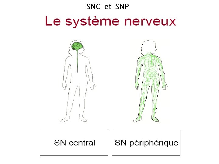 SNC et SNP 