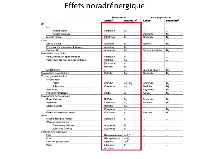 Effets noradrénergique 