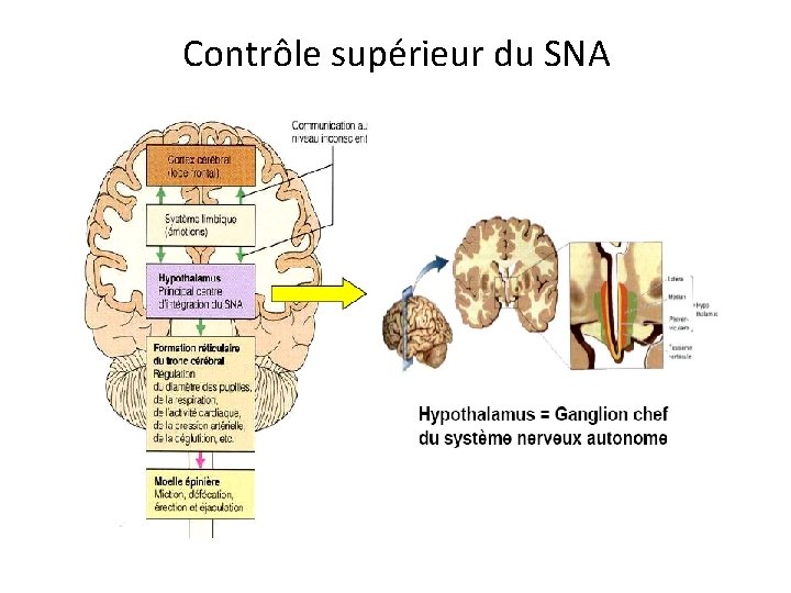 Contrôle supérieur du SNA 