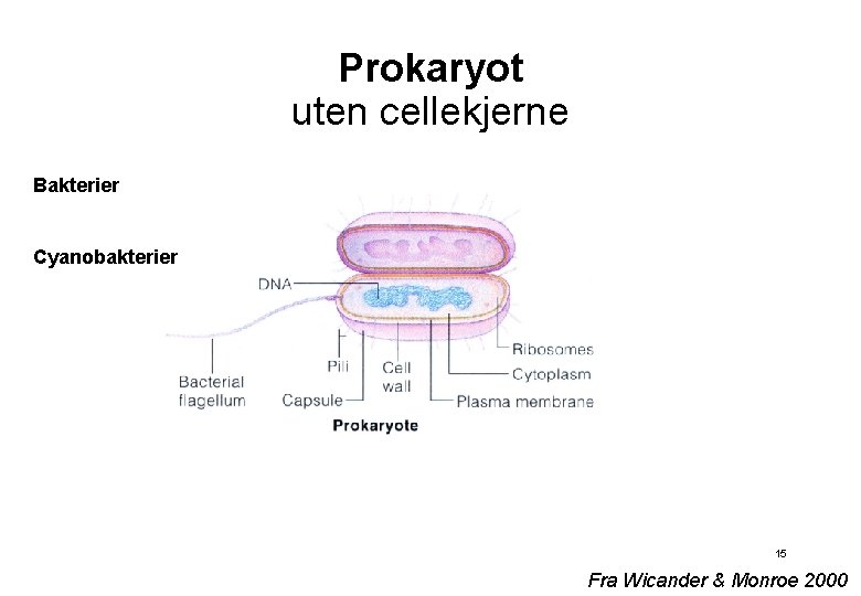 Prokaryot uten cellekjerne Bakterier Cyanobakterier 15 Fra Wicander & Monroe 2000 